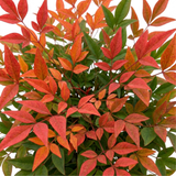 Nandina domestica 'Light Red', a compact evergreen shrub with fine foliage flushed in warm red tones.