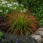 Carex testacea 'Prairie Fire' forming a fountain-like clump of slender, arching foliage in coppery orange and green.