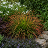 Carex testacea 'Prairie Fire' forming a fountain-like clump of slender, arching foliage in coppery orange and green.