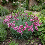 Dianthus Sugar Plum ='Wp08 Ian04' cottage pink with slender grey-green foliage and dainty summer blooms.
