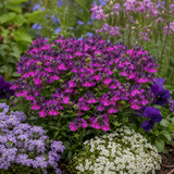 Further views of Nemesia 'Lady Lisa' supplied as a large plant in a 5L pot.
