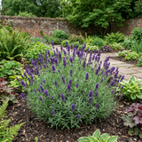 Lavandula angustifolia 'Essence Purple' forming a compact mound of narrow grey-green leaves topped with upright flower spikes.