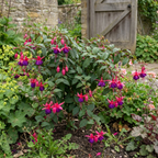 Fuchsia 'Ringwood Market', a trailing fuchsia with pendant blooms suited to hanging baskets and summer bedding.