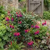 Fuchsia 'Ringwood Market', a trailing fuchsia with pendant blooms suited to hanging baskets and summer bedding.