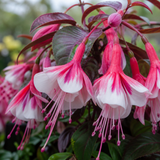 Large upright Fuchsia 'Fuchsita Pink White' plant, garden ready in a 2L pot, at Cedar Nursery in Cobham, Surrey.