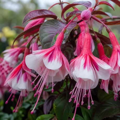 Large upright Fuchsia 'Fuchsita Pink White' plant, garden ready in a 2L pot, at Cedar Nursery in Cobham, Surrey.