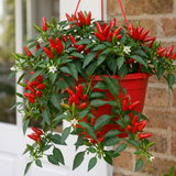 Sweet Pepper 'Peppers from Heaven Red' with red fruit and leafy green stems