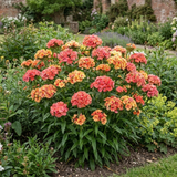 Dianthus Cocktail Tequila Sunrise summer-flowering perennial pink in bloom