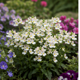 Further views of the Nemesia 'Lady Mary' large plant supplied in a 5L pot by Cedar Nursery.