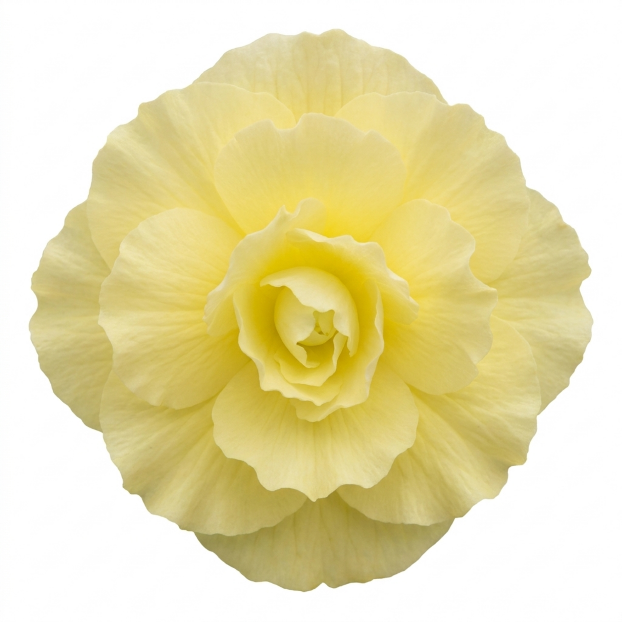Further views of the Begonia 'Fragrant Falls Lemon' large garden-ready plant in its 2L pot at Cedar Nursery.