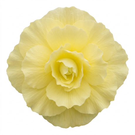 Further views of the Begonia 'Fragrant Falls Lemon' large garden-ready plant in its 2L pot at Cedar Nursery.