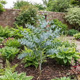 Additional views of Eucalyptus gunnii France Bleu 'Rengun', a large garden-ready plant in a 7.5L pot.