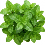 Moroccan Garden Mint, Mentha spicata var. crispa, forming leafy stems clothed in crinkled fresh green foliage.