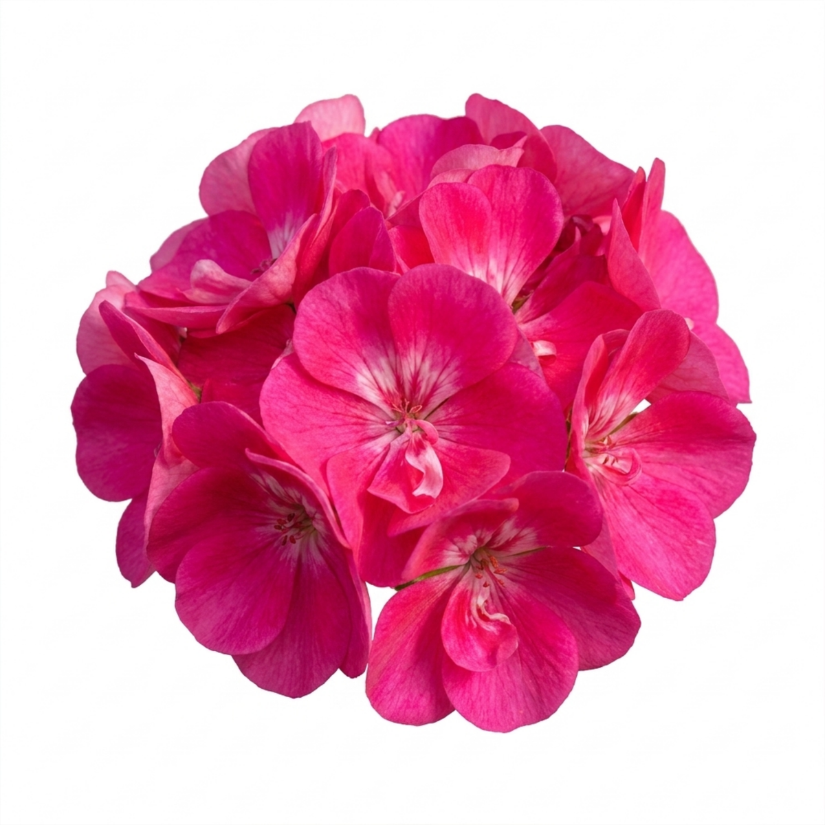 Additional views of Pelargonium 'Calliope M Hot Pink', a large outdoor garden-ready geranium supplied in a 2L pot.