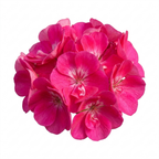 Additional views of Pelargonium 'Calliope M Hot Pink', a large outdoor garden-ready geranium.