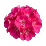 Additional views of Pelargonium 'Calliope M Hot Pink', a large outdoor garden-ready geranium.