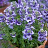 Nemesia 'Nuvo Blue', a large outdoor garden-ready plant in a 2L pot at Cedar Nursery.