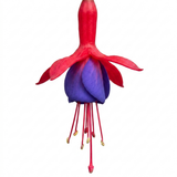 Further views of the upright Fuchsia Fuchsita Red & Blue large 2L garden ready plant available at Cedar Nursery in Cobham, Surrey.