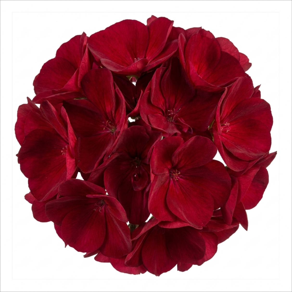 Pelargonium 'Calliope Dark Red' (Zonal-ivy hybrid Geranium) from Cedar Nursery, Cobham