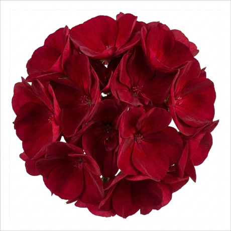 Pelargonium 'Calliope Dark Red' (Zonal-ivy hybrid Geranium) from Cedar Nursery, Cobham