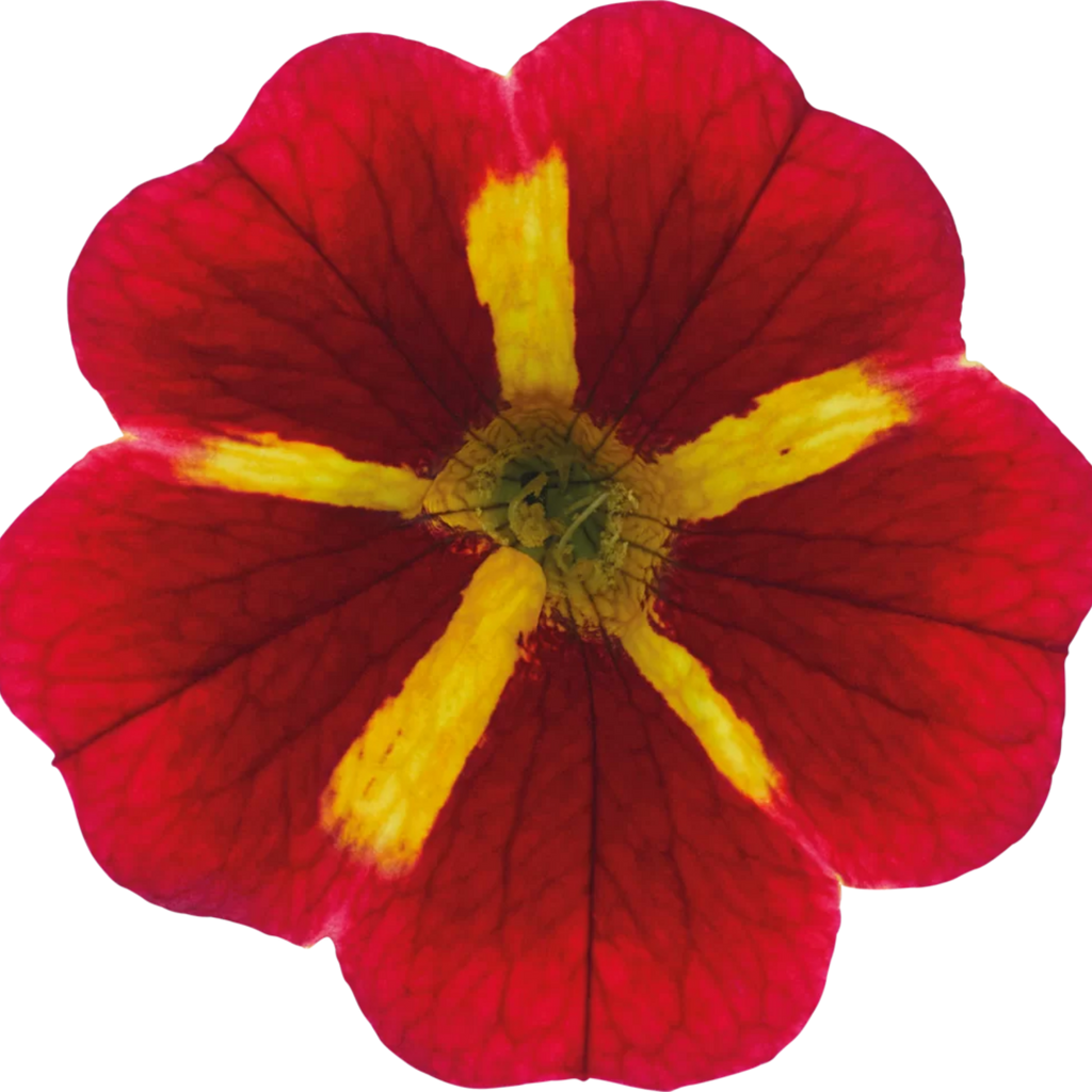 Calibrachoa Cabaret Special Red Kiss shown as part of a set of large, garden-ready plants from Cedar Nursery, Cobham, Surrey.
