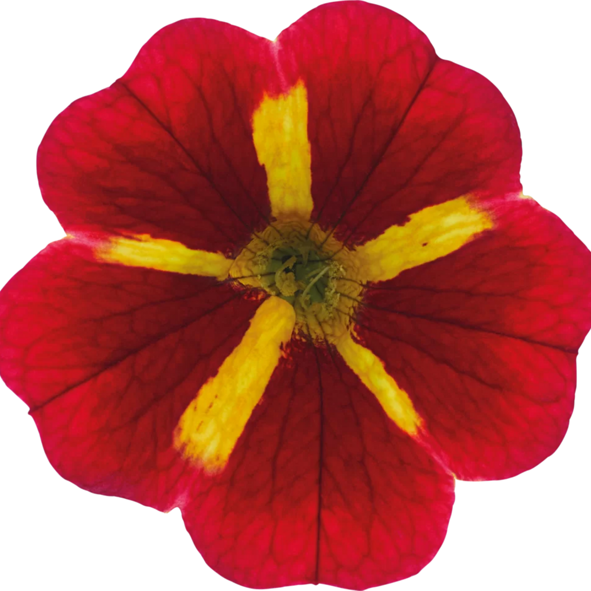 Calibrachoa Cabaret Special Red Kiss shown as part of a set of large, garden-ready plants from Cedar Nursery, Cobham, Surrey.