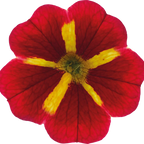 Calibrachoa Cabaret Special Red Kiss shown as part of a set of large, garden-ready plants from Cedar Nursery, Cobham, Surrey.