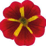 Calibrachoa Cabaret Special Red Kiss shown as part of a set of large, garden-ready plants from Cedar Nursery, Cobham, Surrey.