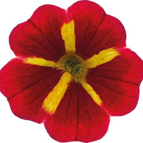 Calibrachoa Cabaret Special Red Kiss shown as part of a set of large, garden-ready plants from Cedar Nursery, Cobham, Surrey.