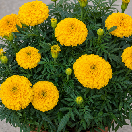 African Marigold 'Taishan Yellow', a large garden ready plant in a 2L pot.