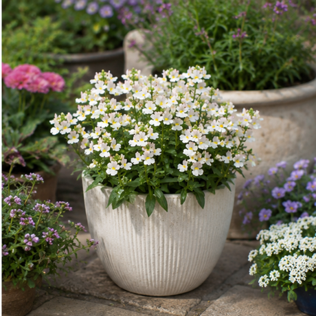 Further views of the Nemesia 'Lady Mary' large plant supplied in a 5L pot by Cedar Nursery.