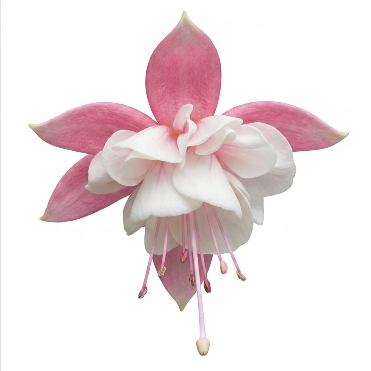 Further views of the upright Fuchsia 'Fuchsita Pink White', a large outdoor garden-ready plant in a 2L pot at Cedar Nursery.