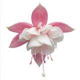 Further views of the upright Fuchsia 'Fuchsita Pink White', a large outdoor garden-ready plant in a 2L pot at Cedar Nursery.