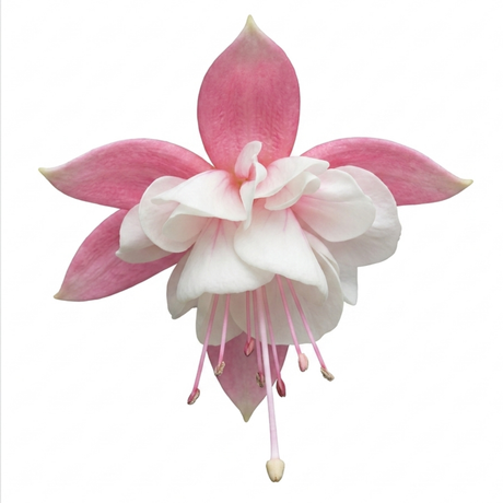 Further views of the upright Fuchsia 'Fuchsita Pink White', a large outdoor garden-ready plant in a 2L pot at Cedar Nursery.