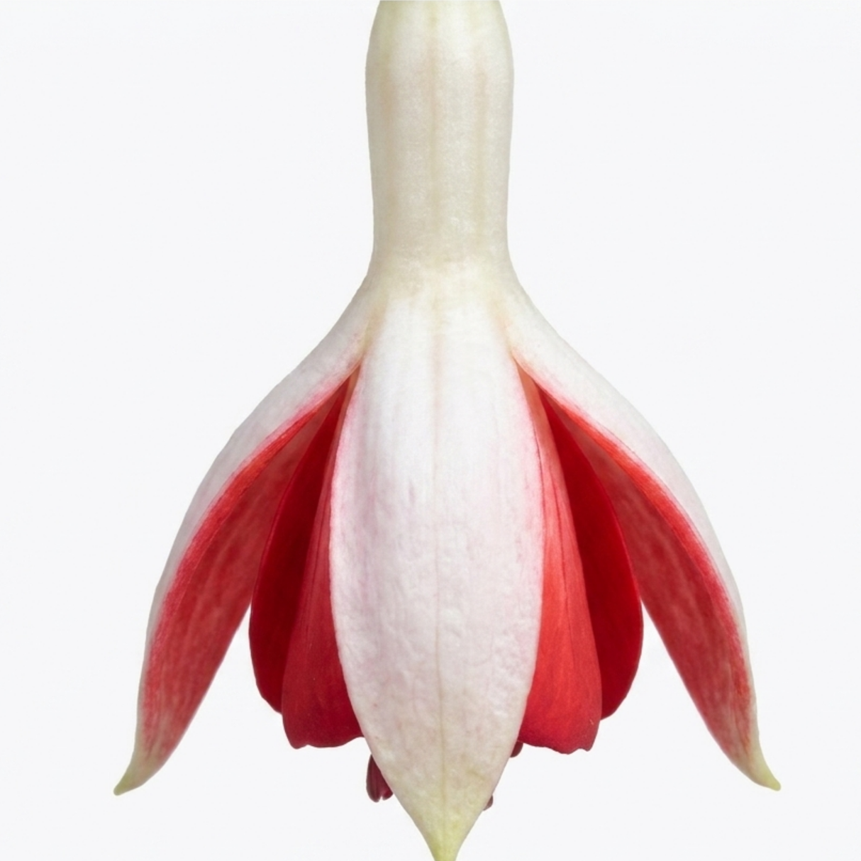 Additional views of the Fuchsia Fuchsita Red White large upright plant in its 2L pot at Cedar Nursery.
