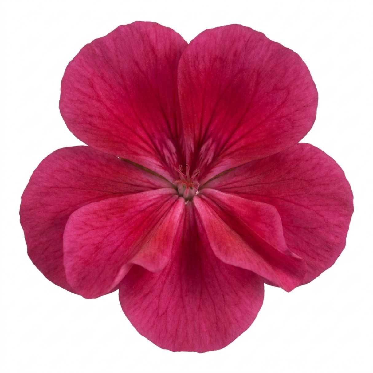 Further views of Pelargonium 'Calliope M Deep Rose' large plant in a 2L pot at Cedar Nursery.