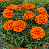 French Marigold 'Durango Tangerine' large plant, outdoor garden ready, in a 2L pot at Cedar Nursery.