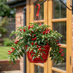 Sweet Pepper 'Peppers from Heaven Red' plant bearing red peppers among green foliage