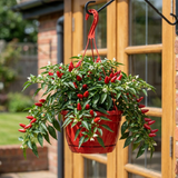 Sweet Pepper 'Peppers from Heaven Red' plant bearing red peppers among green foliage