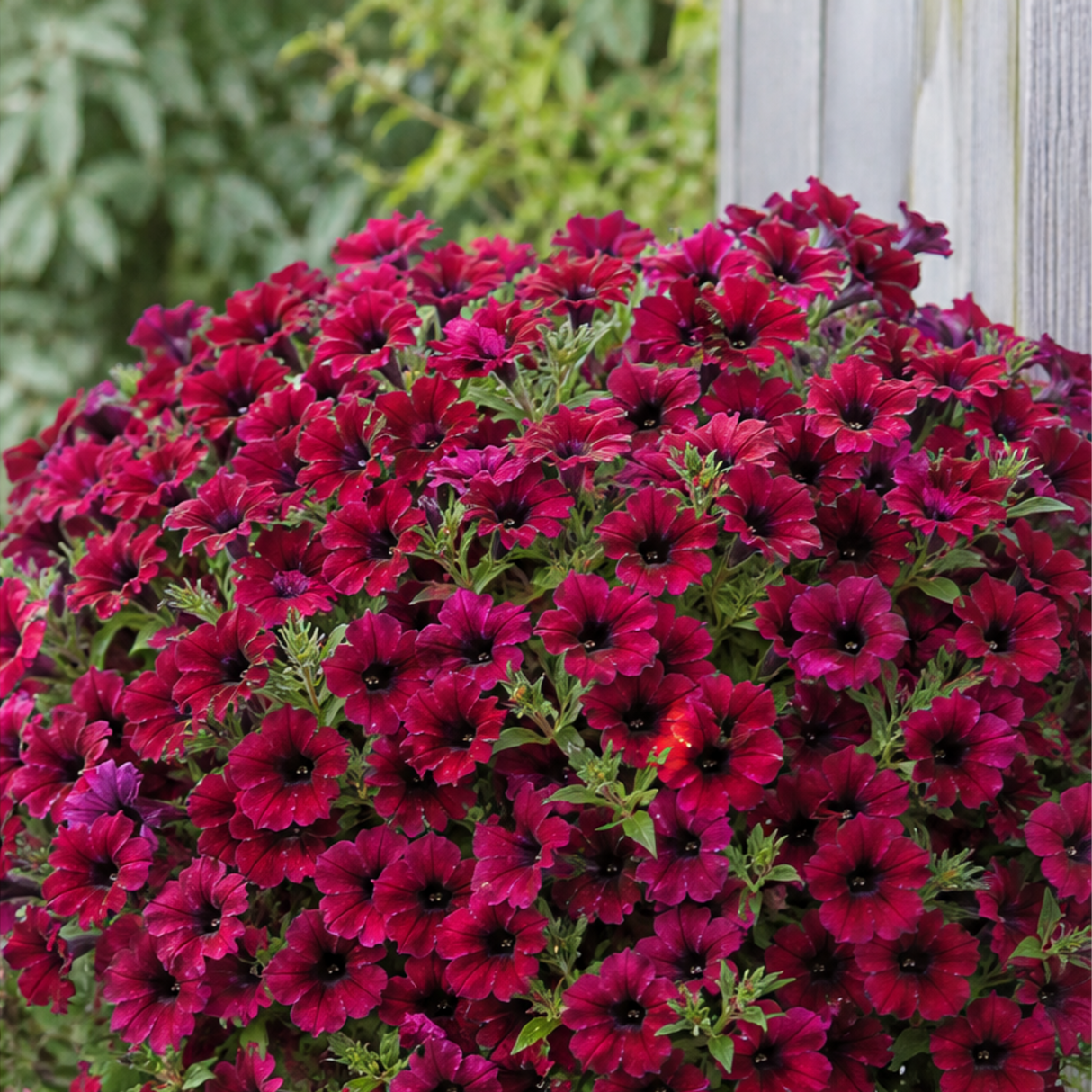 Petunia 'Cascadias Rim Cherry' large plant in a 2L pot, ready to plant in the garden.