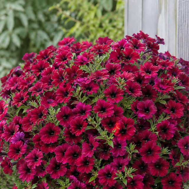 Petunia 'Cascadias Rim Cherry' large plant in a 2L pot, ready to plant in the garden.