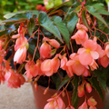 Begonia 'Fragrant Falls Peach', a large outdoor garden-ready plant supplied in a 2L pot from Cedar Nursery, Cobham, Surrey.
