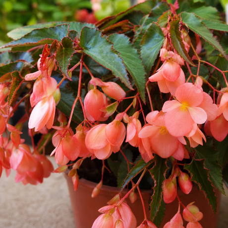 Begonia 'Fragrant Falls Peach', a large outdoor garden-ready plant supplied in a 2L pot from Cedar Nursery, Cobham, Surrey.