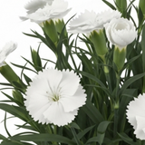 Dianthus 'Oscar White' garden plant with white flowers set against slender foliage