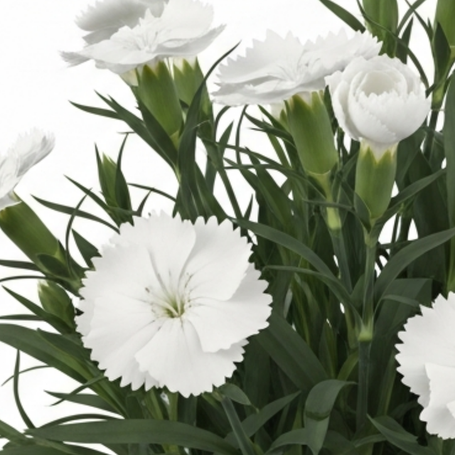 Dianthus 'Oscar White' garden plant with white flowers set against slender foliage