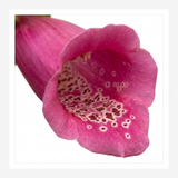 Digitalis 'Hanabee Deep Rose' foxglove with upright spires of pink and rose-gold flowers and evergreen green foliage