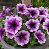 Petunia 'Sanguna Mega Purple Vein', a large outdoor garden-ready plant in a 2L pot from Cedar Nursery.