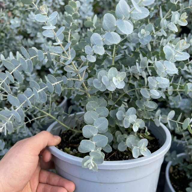 Eucalyptus gunnii France Bleu 'Rengun' large outdoor garden-ready plant in a 7.5L pot at Cedar Nursery.