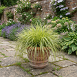 Carex oshimensis 'Feather Falls' variegated sedge as a large plant in a 5L pot, ready to plant in the garden.
