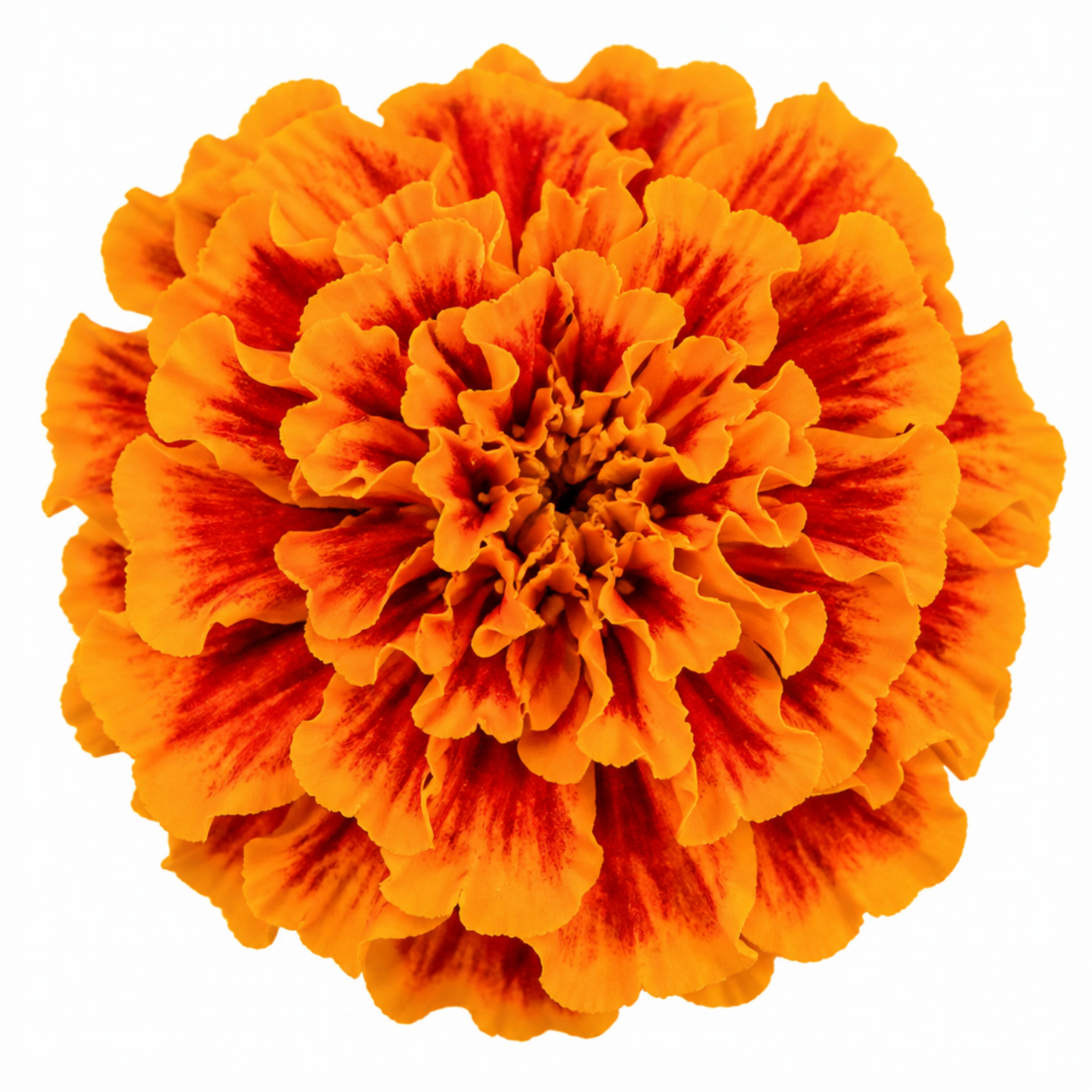 Further views of French Marigold 'Durango Tangerine' garden ready plant in a 2L pot at Cedar Nursery, Cobham, Surrey.